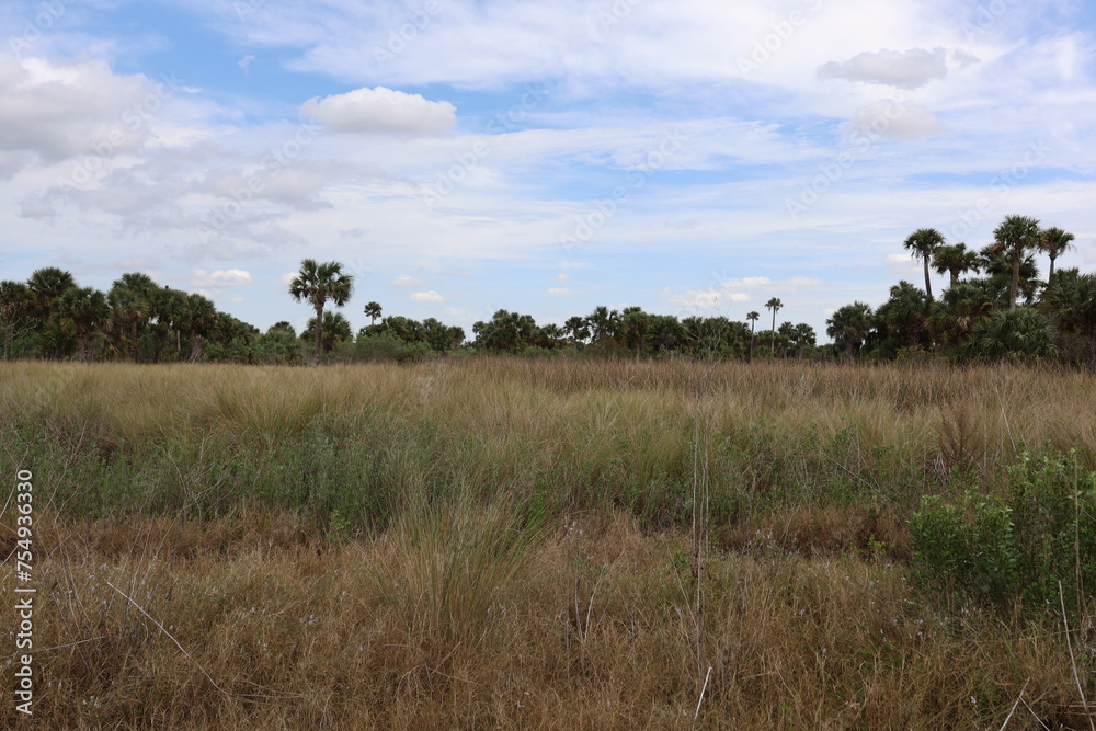 grass and sky grass and sky