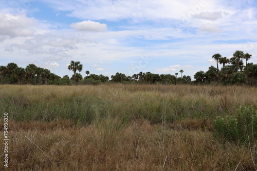 grass and sky