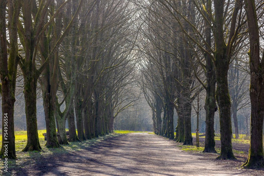 Late winter and early spring landscape, Nature gravel pathway through the wood, Row of bare trees along both side of walkways, Amsterdamse Bos (forest) A park in Amstelveen and Amsterdam, Netherlands. Late winter and early spring landscape, Nature gravel pathway through the wood, Row of bare trees along both side of walkways, Amsterdamse Bos (forest) A park in Amstelveen and Amsterdam, Netherlands.