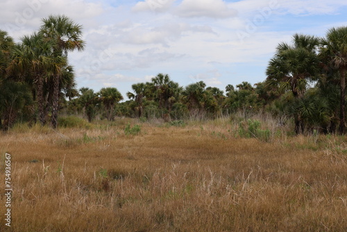 landscape with trees