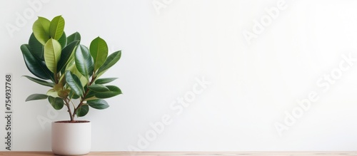 A potted Rubber Plant tree sits on top of a wooden table against a white wall, adding a touch of greenery to the indoor space.
