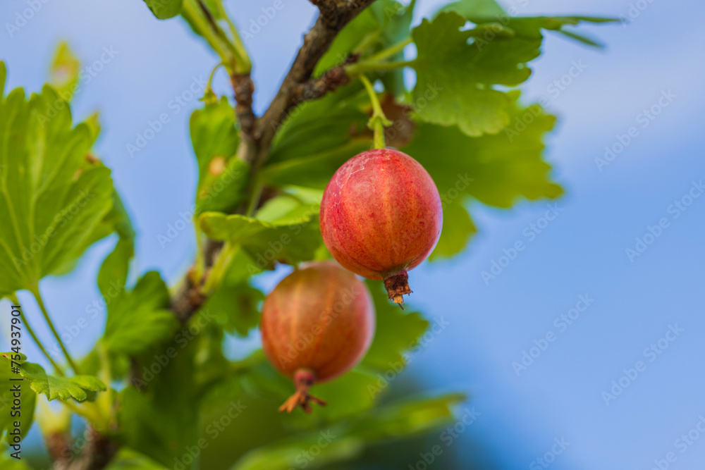 Macro view of currant berries hanging from a bush on a sunny summer day.