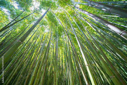 The Bamboo Cevennes  Occitanie  France