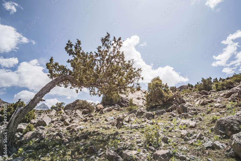 A juniper tree on a mountainside bends under the rays of the sun in the Fan Mountains in Tajikistan A juniper tree on a mountainside bends under the rays of the sun in the Fan Mountains in Tajikistan