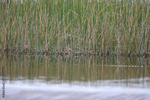 reeds in the water