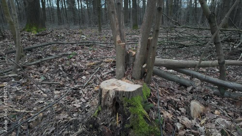 Cutted down tree in the forest, tree stump.
