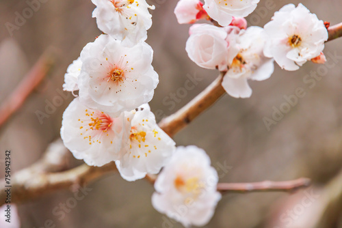 色鮮やかな満開の梅の花