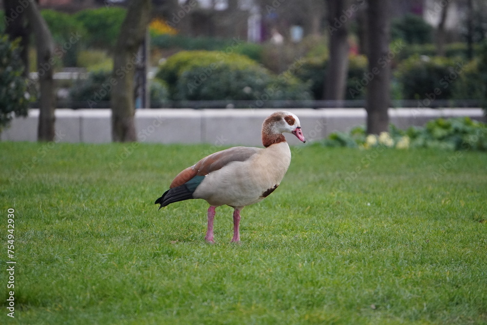 goose in the park