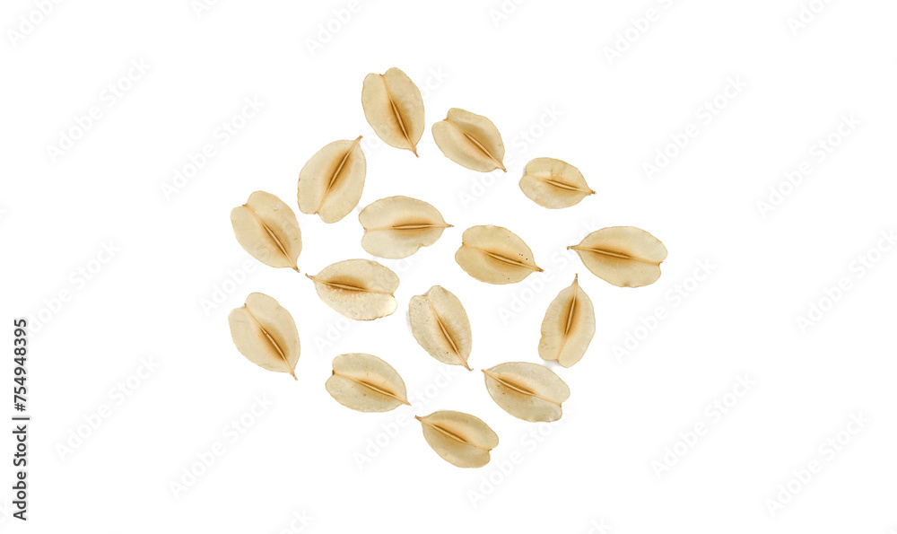 Holoptelea integrifolia, the Indian elm or jungle cork tree, is a