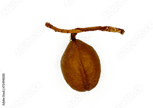 Cuadro en lienzo Heritiera littoralis, commonly known as the looking-glass mangrove or tulip mangrove, is a mangrove tree in the family Malvaceae