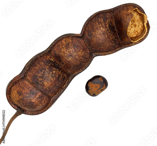 Entada rheedii, commonly known as the African dream herb or snuff box sea bean, and as the cacoon vine in Jamaica. photo