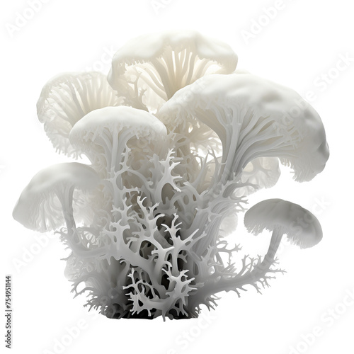 3D Tremella fuciformis Snow Fungus photo