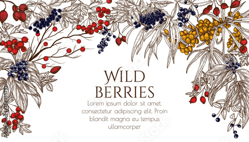 Vector illustration of wild berries in engraving style. Cornus sanguinea, sea buckthorn, rose hips, ligustrum, hawthorn, elderberry photo