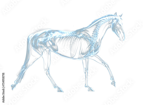 X-ray view of a Horse. Isolated transparent background PNG. 