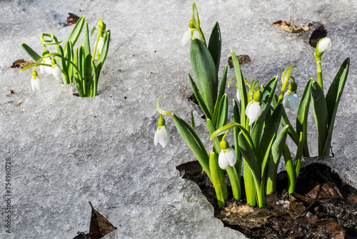 Blooming Spring snowflake  lat. Leucojum vernum  on a spring glade with the melted snow in early spring