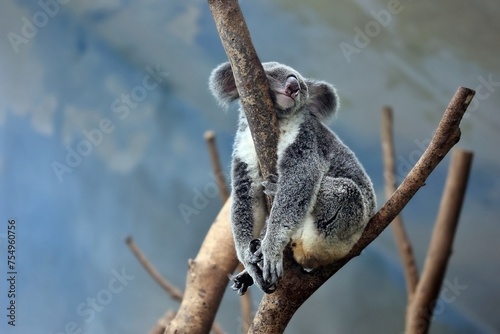 Koala is sleeping on the tree while pooping.