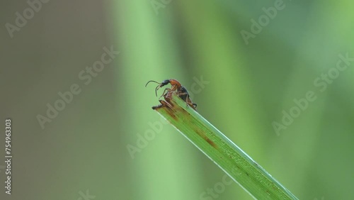 Paederus littoralis. Paederinae subfamily Staphylinidae, rove beetles as Tomcat runs along tip of grass stem staggering in summer wind. Macro view of insect in  wild meadow photo