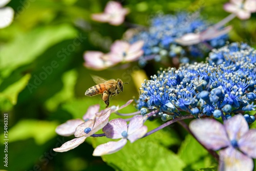 The diligent bee busily gathers nectar from the colorful array of flowers, its focused efforts contributing to the pollination process while adding a touch of dynamic movement to the vibrant floral.
