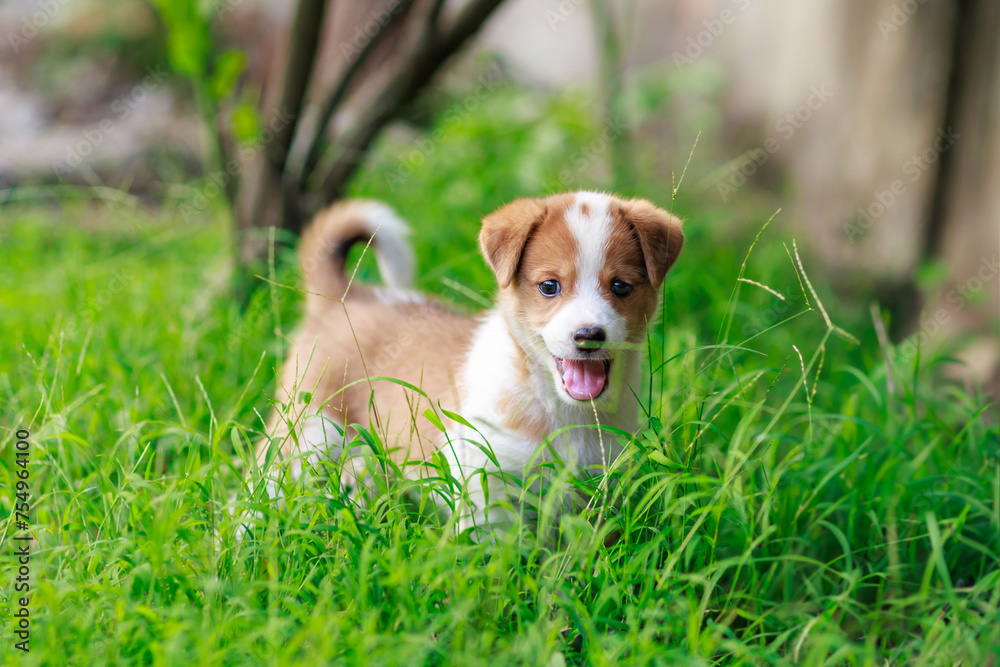 Cute puppy dog on green grass. Natural portrait of little pet looking at the photo.