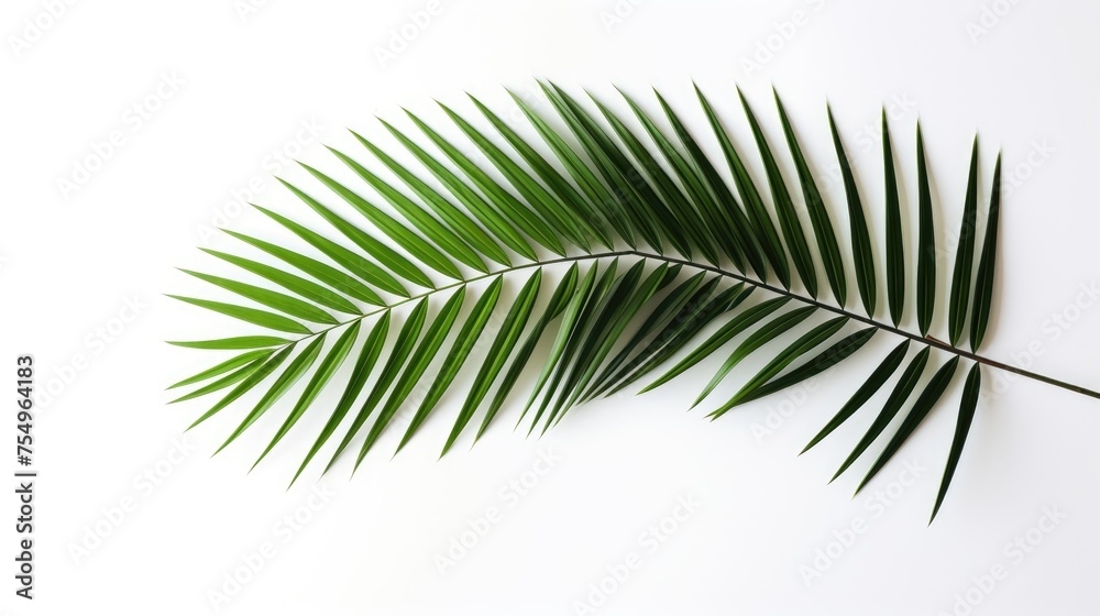 Palm tree with tropical leaves on a white background with a place to copy text, an even layer of green tropical leaves. The concept of recreation, tourism, and sea travel.