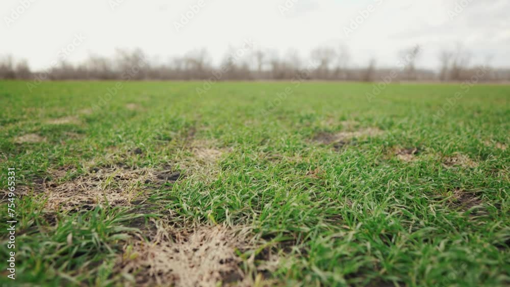 green wheat sprouts on early spring field. farming wheat green field agribusiness concept. walk in a large wheat field. agriculture young crop of green wheat in spring on field landscape crop green wheat sprouts on early spring field. farming wheat green field agribusiness concept. walk in a large wheat field. agriculture young crop of green wheat in spring on field landscape crop