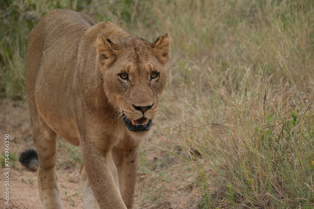 Lioness with hungry mouth looking for prey Lioness with hungry mouth looking for prey