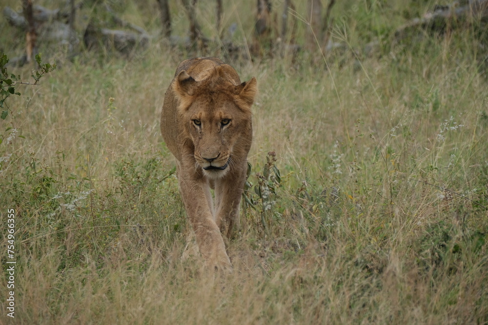 Young male lion walking in the grass mouth half open, looking down, front view Young male lion walking in the grass mouth half open, looking down, front view