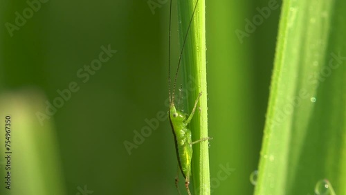 Long horned grasshopper or katydid with elongated antenna sits on stems of green grass among a summer meadow. Tettigoniidae. Katydids, Longhorned Grasshoppers view macro in wild photo