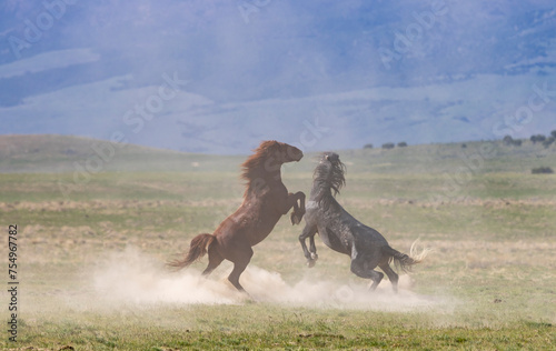 Wild Horses in the Utah Desert in Springtime