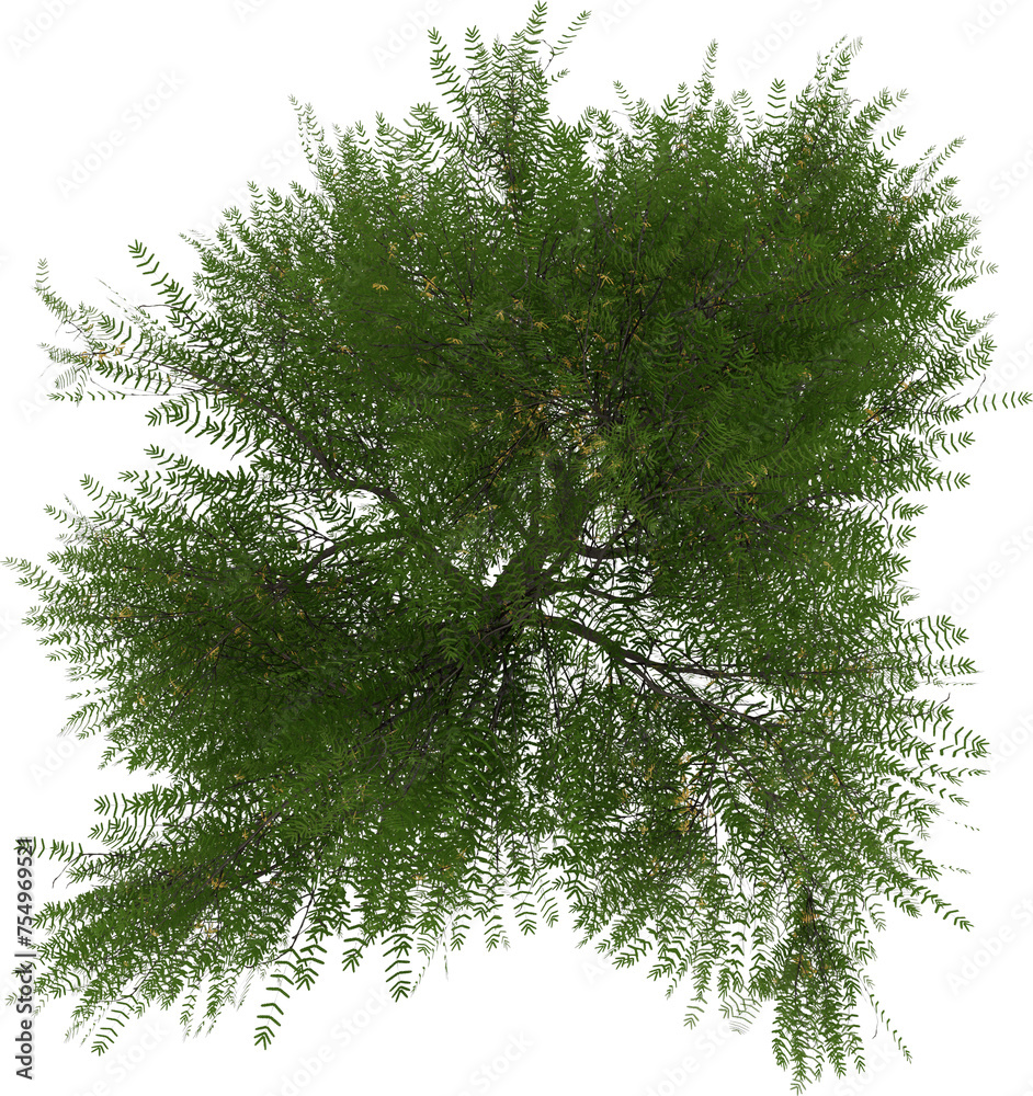 Isolated Realistic 3D Plant Tree Top View Plan Render on transparent white background - obrazy, fototapety, plakaty 