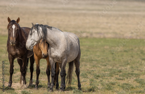 Wild Horses in the Utah Desert in Springtime