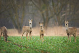 Roe deers in the rural field