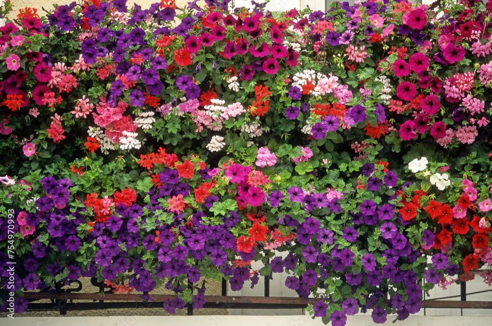 Balcon fleuri, Pétunia, Géranium