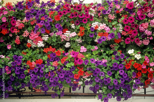 Balcon fleuri, Pétunia, Géranium
