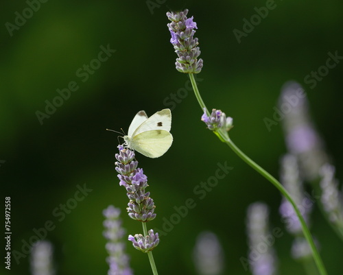 small cabbage white on lavender,kleiner kohlweissling photo