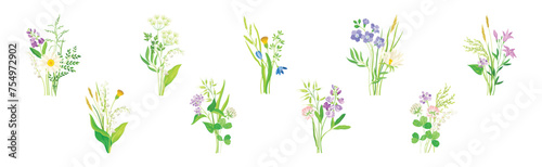 Wildflower Composition with Meadow Plants and Flora Vector Set