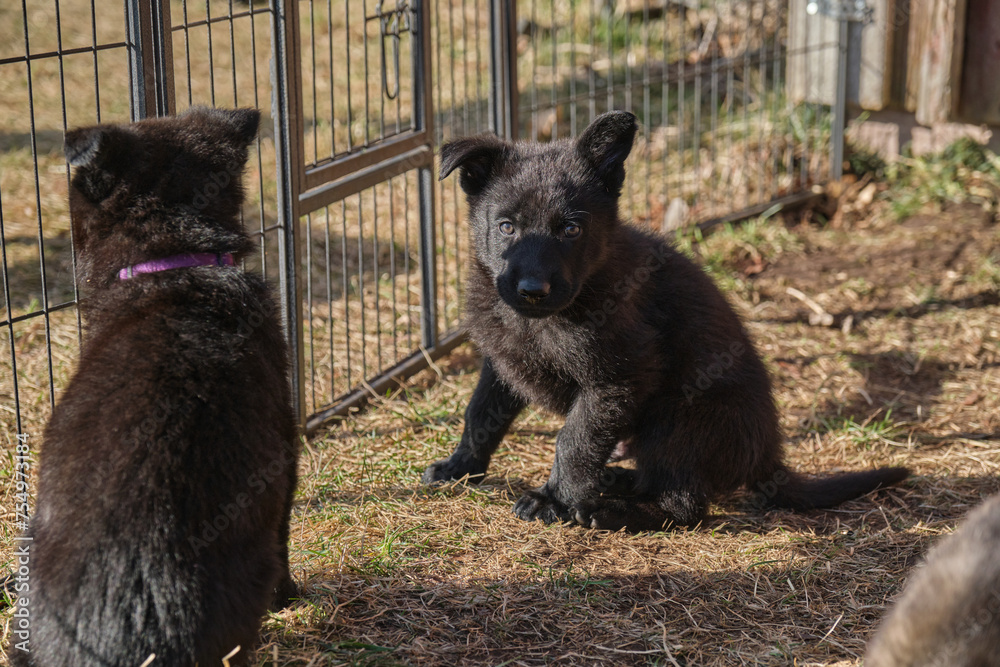 Beautiful gray and black German Shepherd puppies playing in their compound on a sunny spring day in Skaraborg Sweden Beautiful gray and black German Shepherd puppies playing in their compound on a sunny spring day in Skaraborg Sweden
