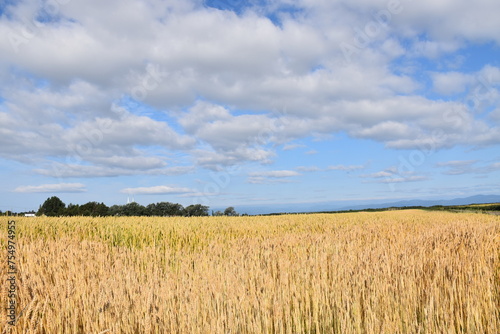 A wheat field under a blue sky  Qu  bec  Canada