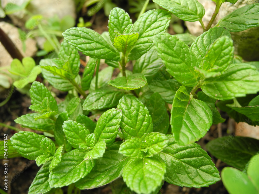 Menta Menta