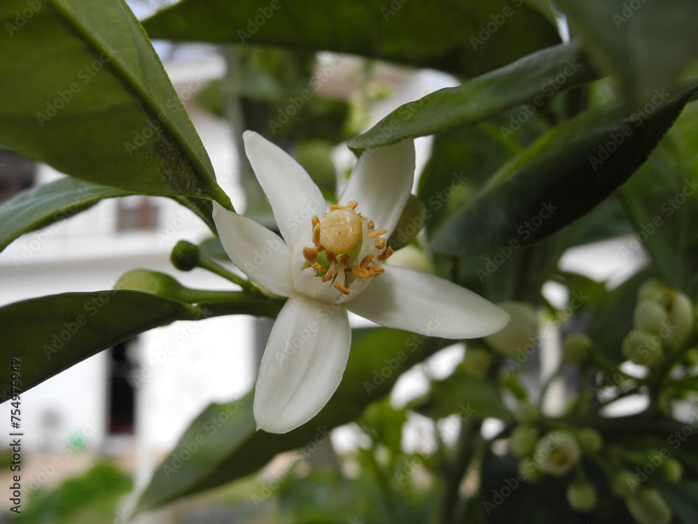 Obraz premium Cornacchia