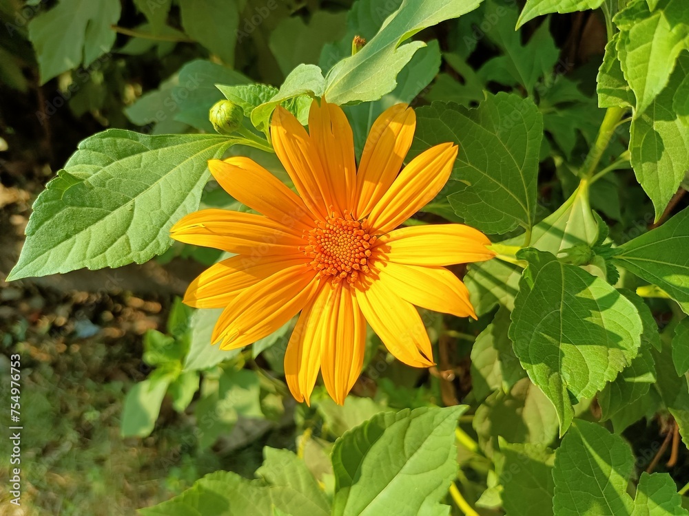 Close up photo of Tithonia diversifolia or Mexican sunflower or kembang bulan, the petals are yellow and the flower core is orange with meadow background. Close up photo of Tithonia diversifolia or Mexican sunflower or kembang bulan, the petals are yellow and the flower core is orange with meadow background.