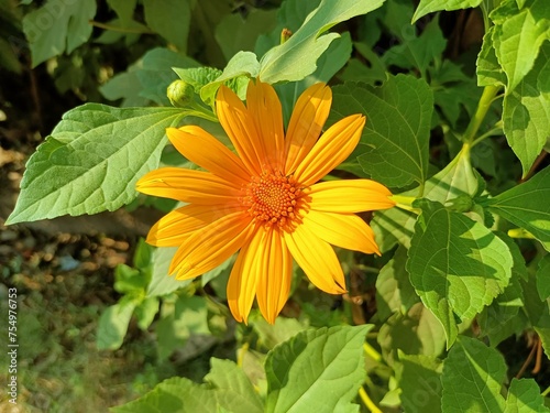 Close up photo of Tithonia diversifolia or Mexican sunflower or kembang bulan, the petals are yellow and the flower core is orange with meadow background. photo