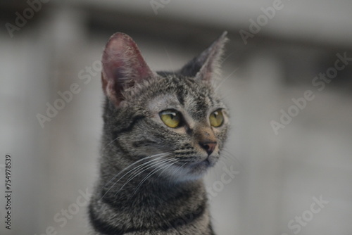 tabby cat looking forward and standing against 