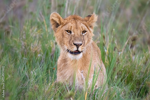 lion in the grass