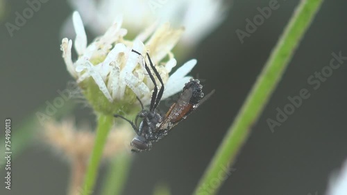 Large fly with red-orange stripe across belly on dry flower in white flower, insect covered with morning dew drops photo