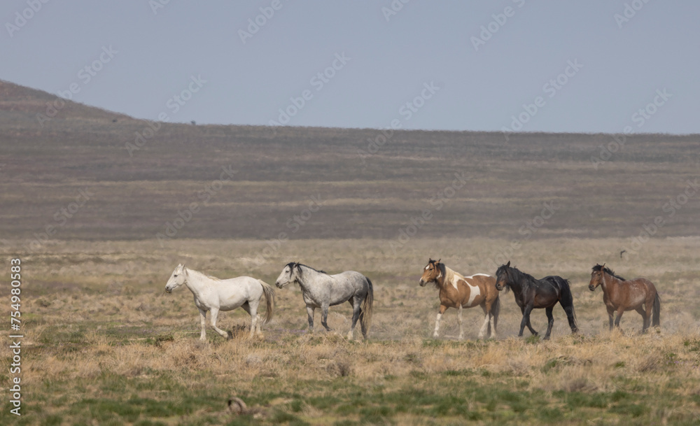 Wild Horses in the Utah Desert in Springtime