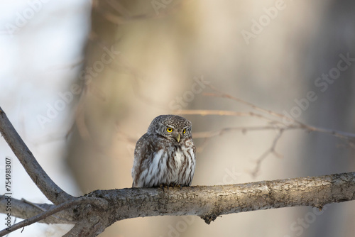 Eurasian pygmy owl sitting on a tree branch in spring day close up