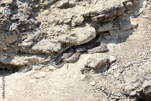 The snake Macrovipera lebetina lies curled up under a stone