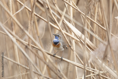 Male Bluethroat sitting on reeds close up