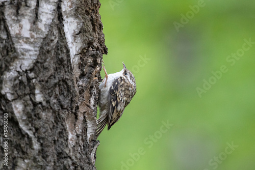 Eurasian treecreeper perched on a tree trunk